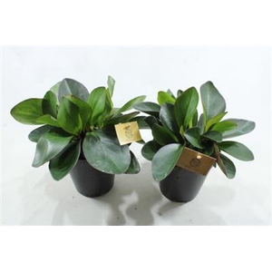 15CM PEP CLUSSIFOLIA RED