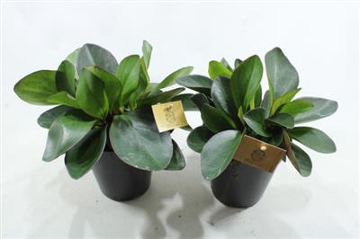 <h4>15CM PEP CLUSSIFOLIA RED</h4>