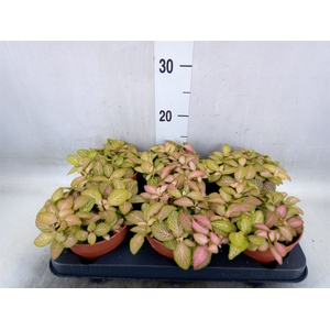 Fittonia   ...