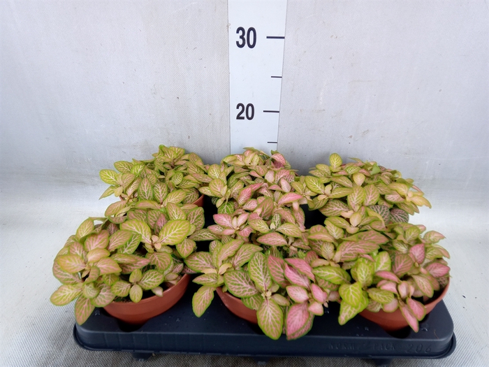 <h4>Fittonia   ...</h4>