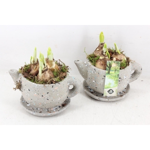 arr4 Narcis JS - Ker. theepot kl. x6