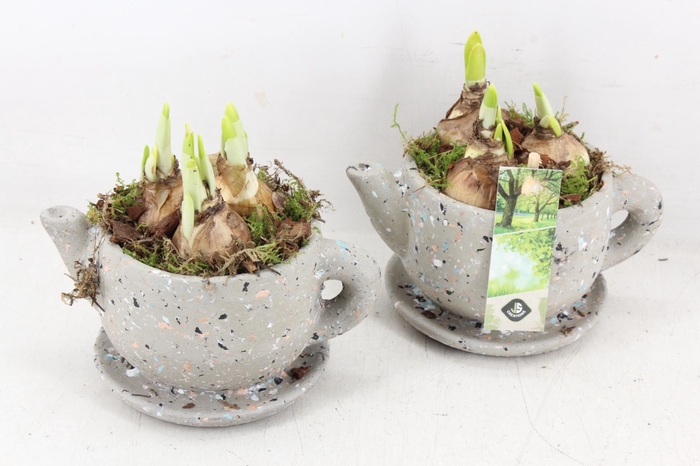 <h4>arr4 Narcis JS - Ker. theepot kl. x6</h4>