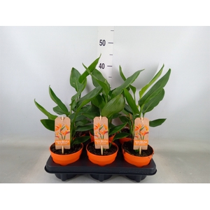 Strelitzia reg.   ...no flowers