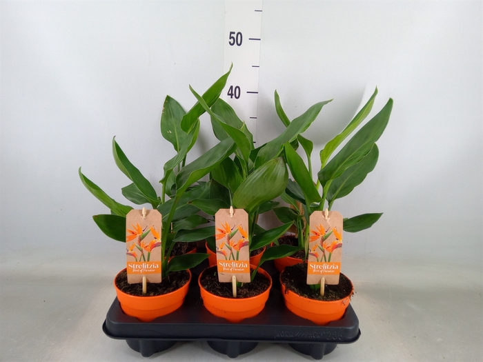 <h4>Strelitzia reg.   ...no flowers</h4>
