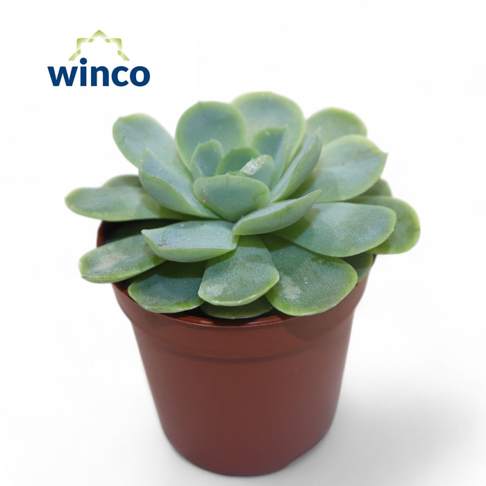 <h4>Echeveria Zonnestraal</h4>