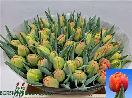 <h4>Tu Du Icoon</h4>