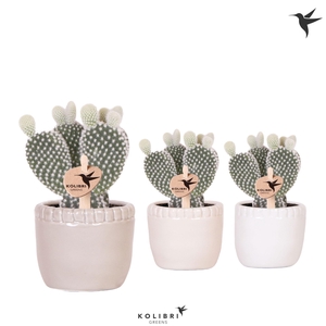 Kolibri Greens Opuntia white in Stones pot mix