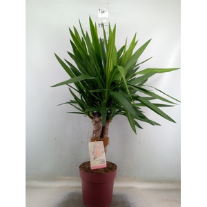 Yucca elephantipes   ...
