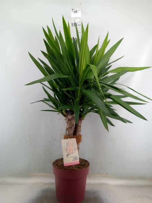 <h4>Yucca elephantipes   ...</h4>