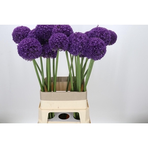 Allium Ambassador