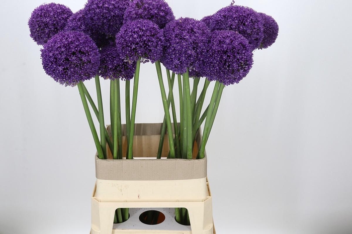 <h4>Allium Ambassador</h4>