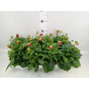 Dahlia  'Dahlietta Anna'