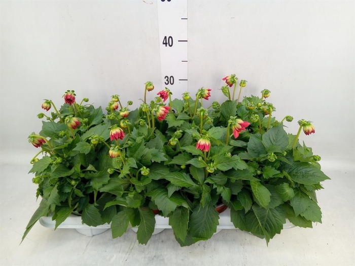 <h4>Dahlia  'Dahlietta Anna'</h4>