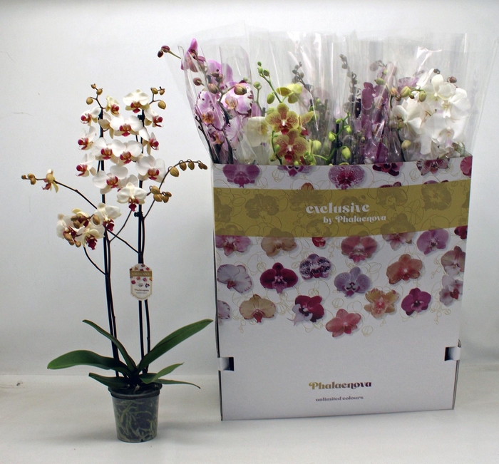 <h4>PHAL GEM 10 KL</h4>