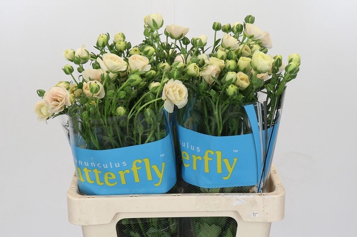 <h4>Ranunculus Butterfly Keramos</h4>
