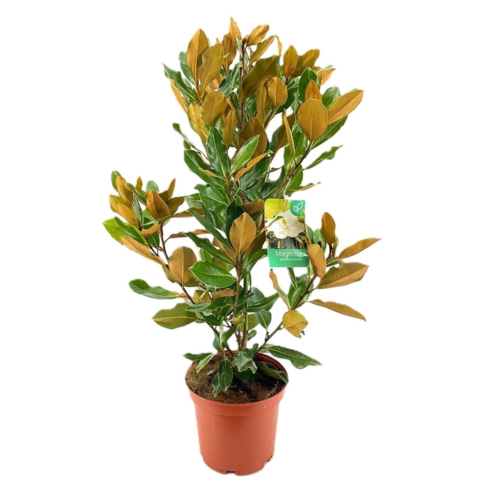 <h4>Magnolia Grandiflora "little gem"</h4>
