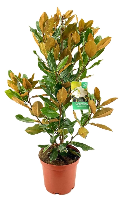 <h4>Magnolia Grandiflora "little gem"</h4>