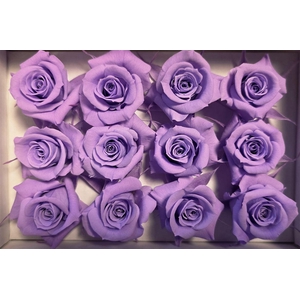 Ro Pres Mini Purple Light