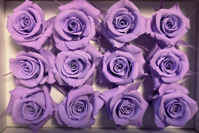 <h4>Ro Pres Mini Purple Light</h4>