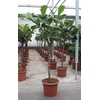 Ficus Lyrata stam