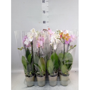 Phalaenopsis   ...mix