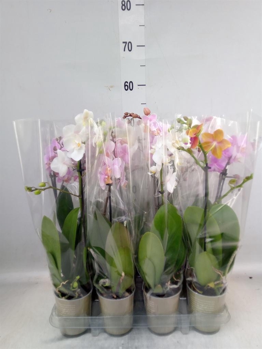 <h4>Phalaenopsis   ...mix</h4>
