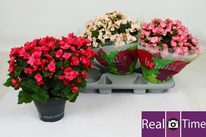 <h4>BEG EN BETULIA GEM</h4>