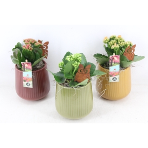 arr2 JS - Ker ribbel pot mix
