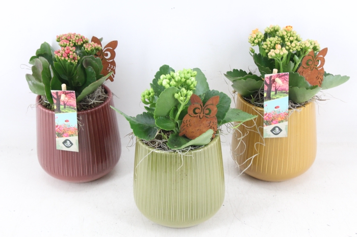 <h4>arr2 JS - Ker ribbel pot mix</h4>