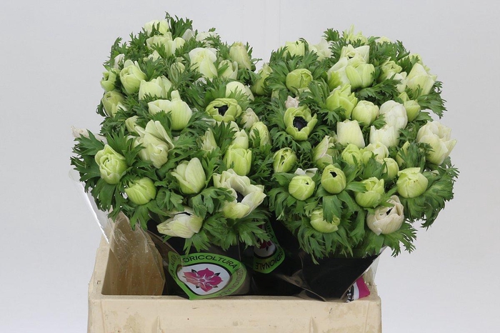 <h4>Anemone Mistral Plus White</h4>