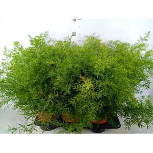 Asparagus dens. 'Cwebe'