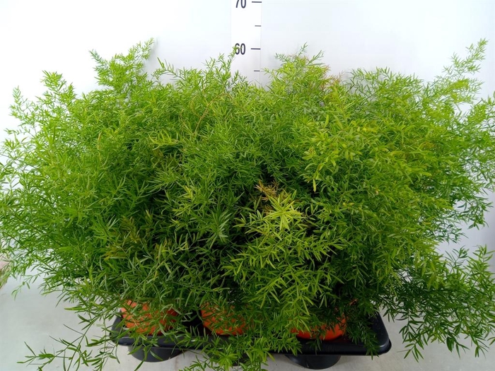 <h4>Asparagus dens. 'Cwebe'</h4>