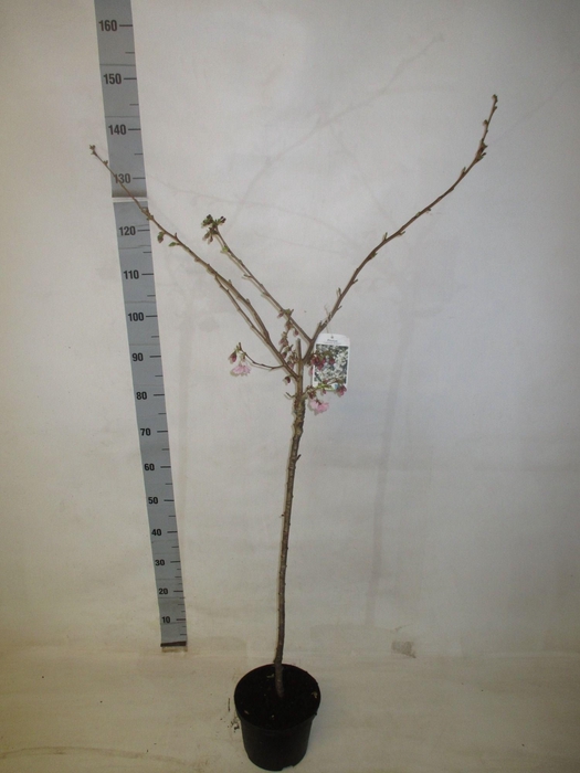 <h4>PRUN ACCOLADE</h4>