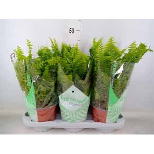 Nephrolepis exal. 'Green Moment'