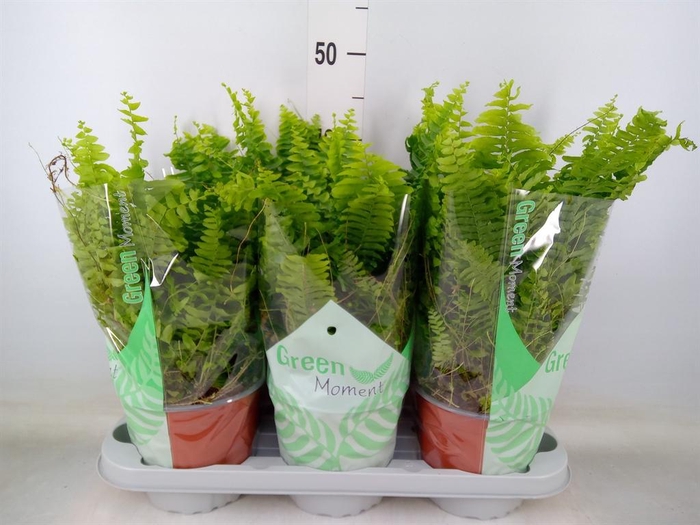 <h4>Nephrolepis exal. 'Green Moment'</h4>