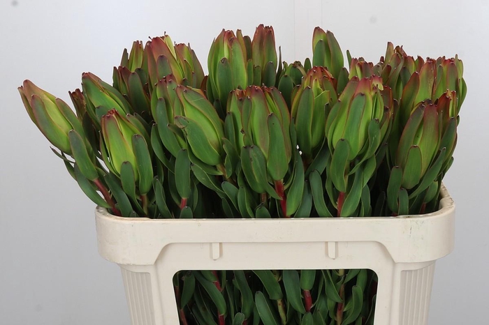 <h4>Leucadendron Laurel Yellow</h4>