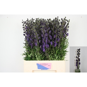 Aconitum Pyramidale Mart Lia Heemskerk