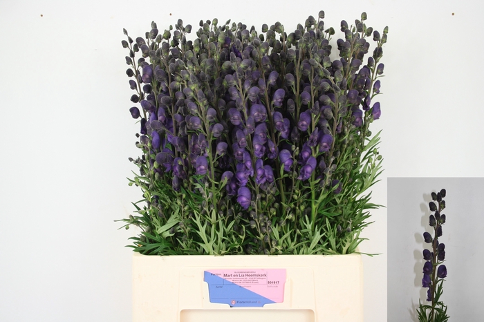 <h4>Aconitum Pyramidale Mart Lia Heemskerk</h4>
