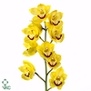 Cymbidium Sun Gold
