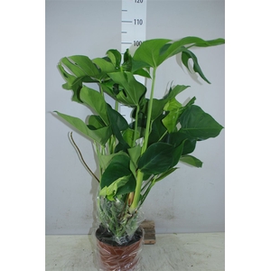 Monstera Deliciosa