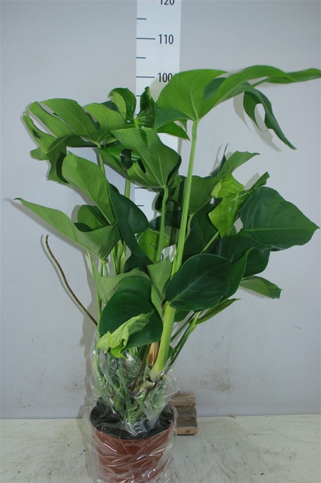 <h4>Monstera Deliciosa</h4>