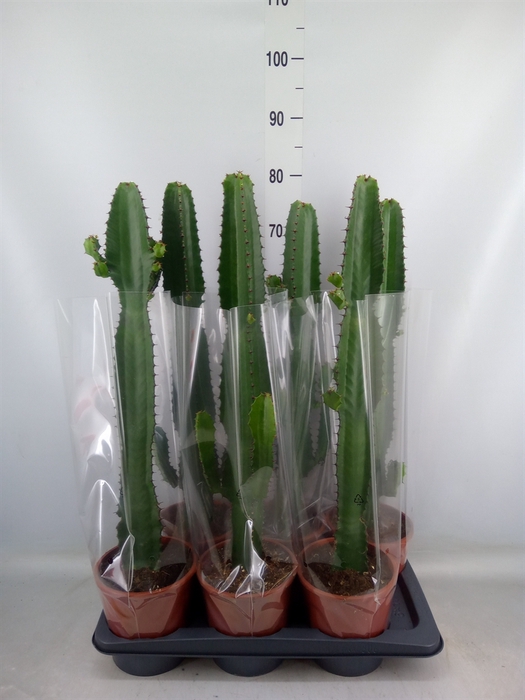 <h4>Euphorbia acrurensis</h4>