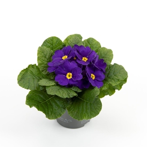 PRIMULA VULGARIS-HYBRID P10,5