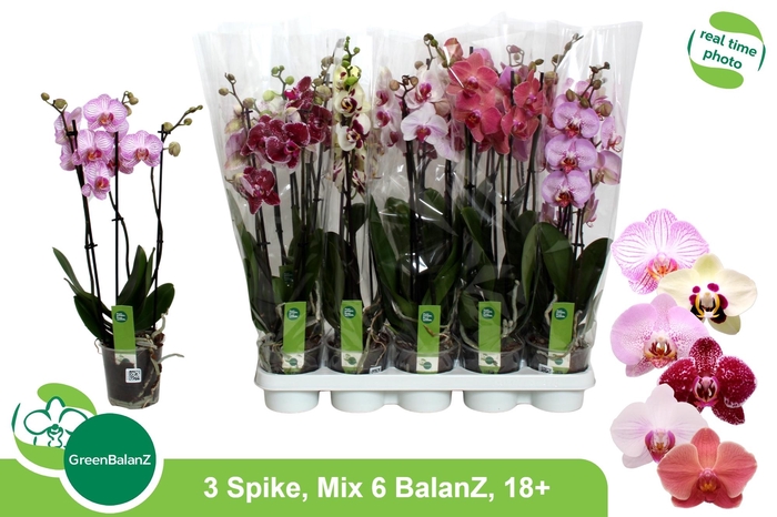 <h4>PHAL GEM 6 KL</h4>