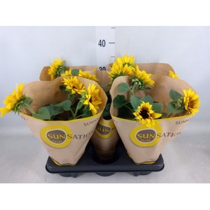 Helianthus an. 'Sunsation Flame'