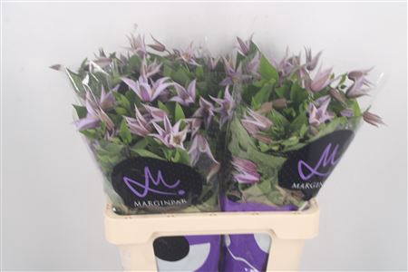 <h4>Clematis Star River Lila</h4>