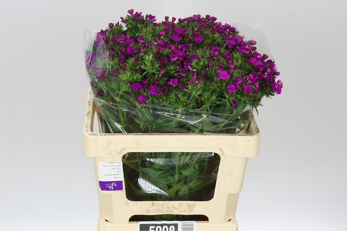 <h4>Di Barb Neon Purple</h4>