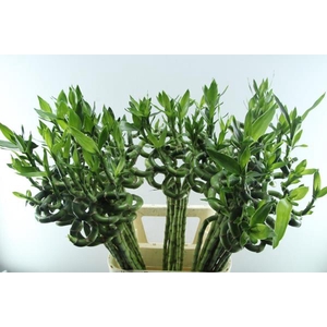 Dra Lucky Bamboo Spiraal 60 Cm