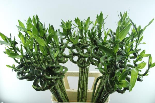 <h4>Dra Lucky Bamboo Spiraal 60 Cm</h4>