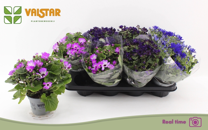 <h4>PERI C MAN GEM</h4>